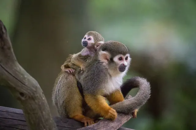 Squirrel monkeys in tree