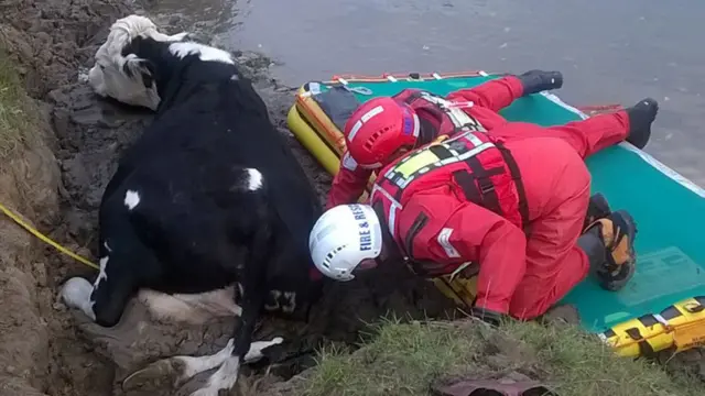 Cow rescue