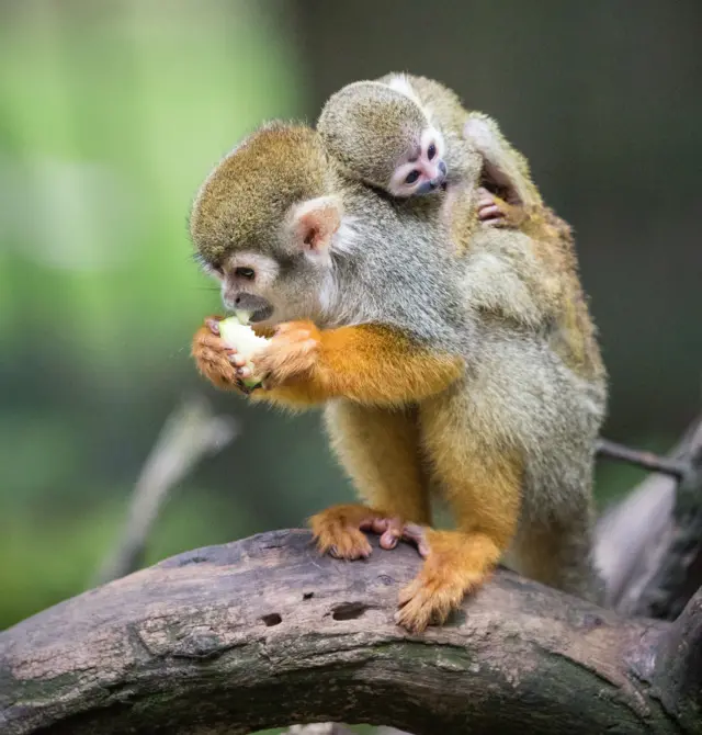 Squirrel monkey on mother's back while she eats an apple