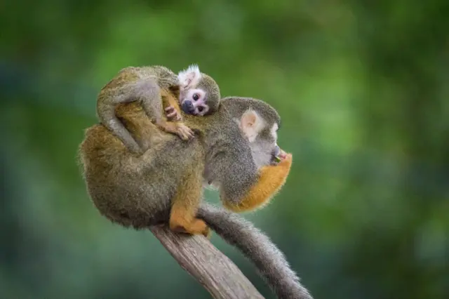 Squirrel monkey on mother's back