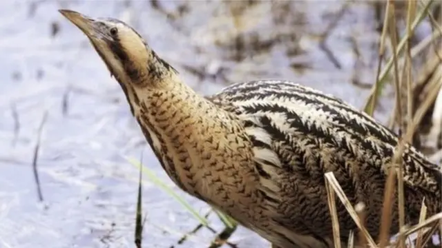 Bittern