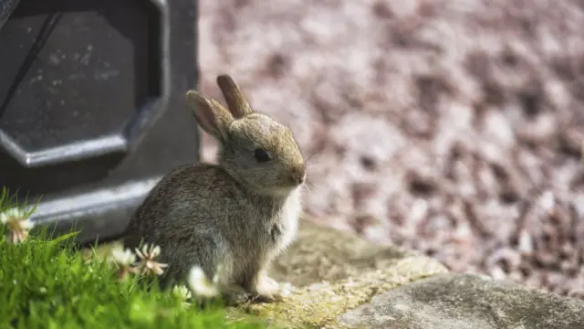 Peak District bunny