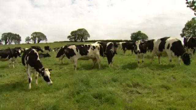 Cows in a field