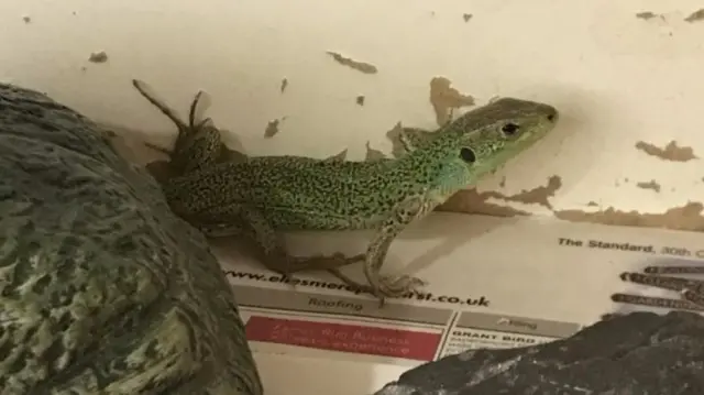 Balkan Lizard