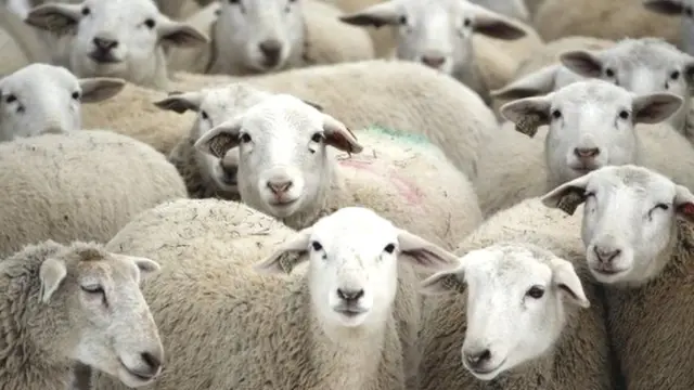 Generic sheep