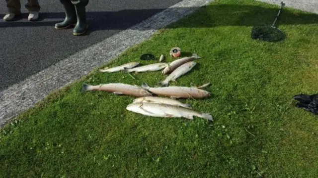 Fish kill in Annsborough River