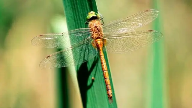 Norfolk Hawker