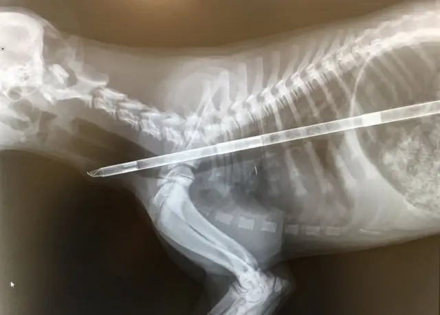 X-Ray of dog