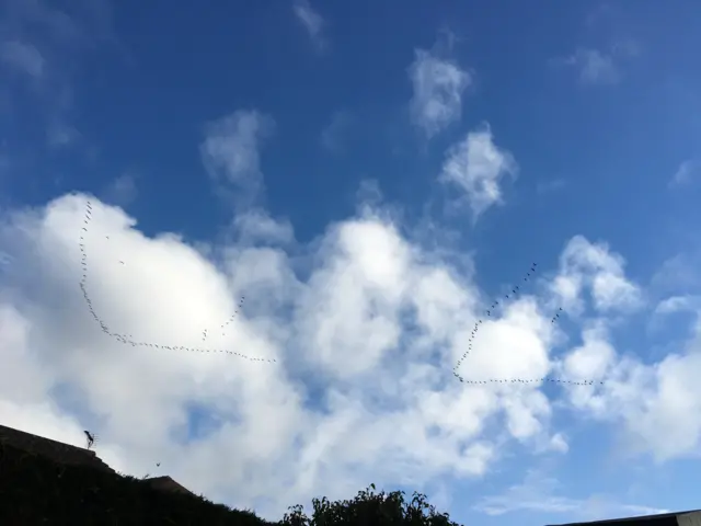 V shaped flocks of geese in flight