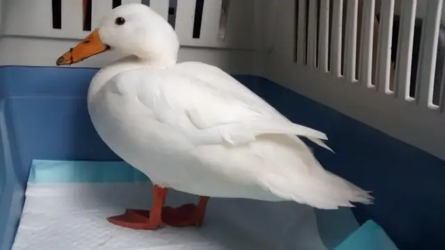 The duck