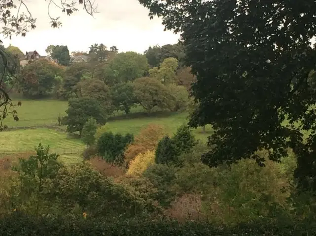 Trees in Totley