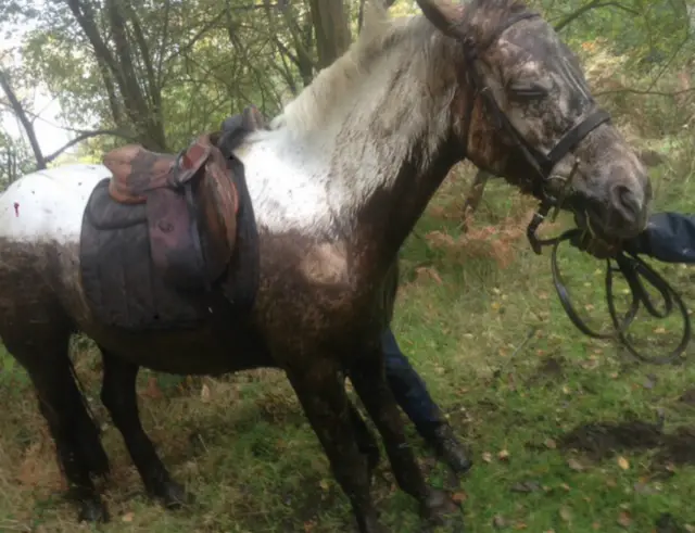 Pony which had fallen into the bog