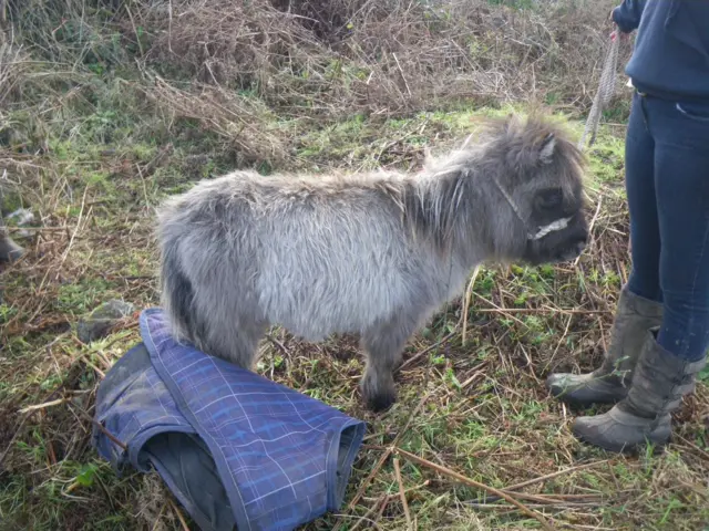 Beau the Shetland cob