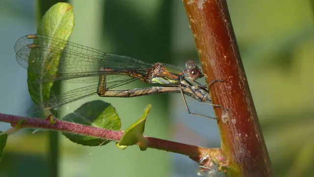 Willow Emerald Damselfly