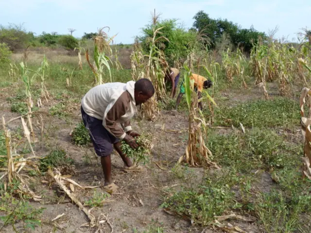 Vontana, a farmer, harvests peanuts on the dry lands of the 'Avenue of the Baobabs', a famous natural reserve in western Madagascar, near Morondava, on November 7, 2011