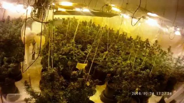 Cannabis plants in pot bank