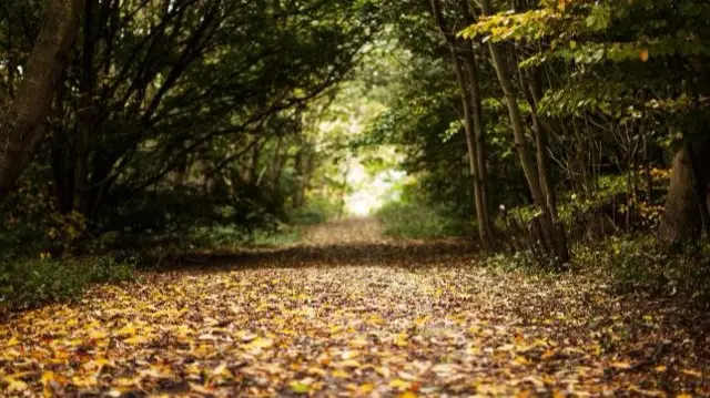 Woods around Foremark reservoir in Burton area