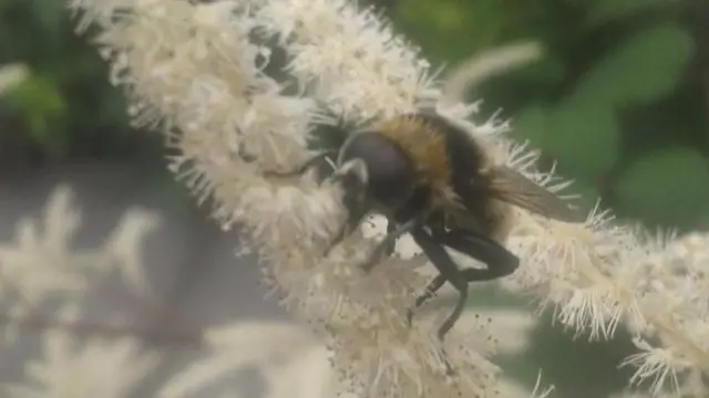 Bee in garden in Stoke-on-Trent