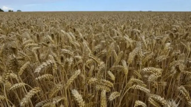 Wheat field