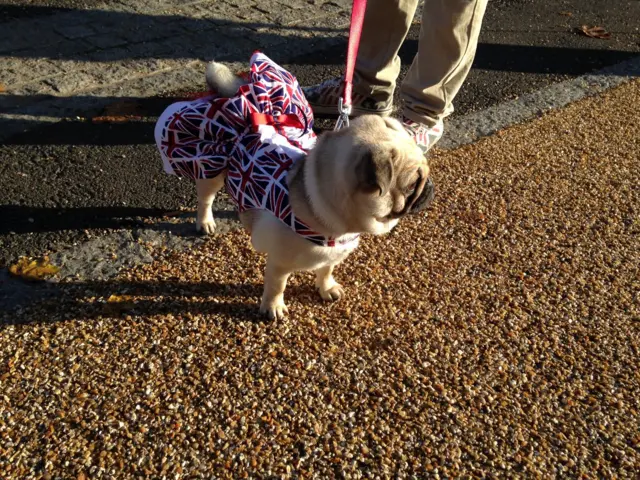 Dog in Union Jack flags