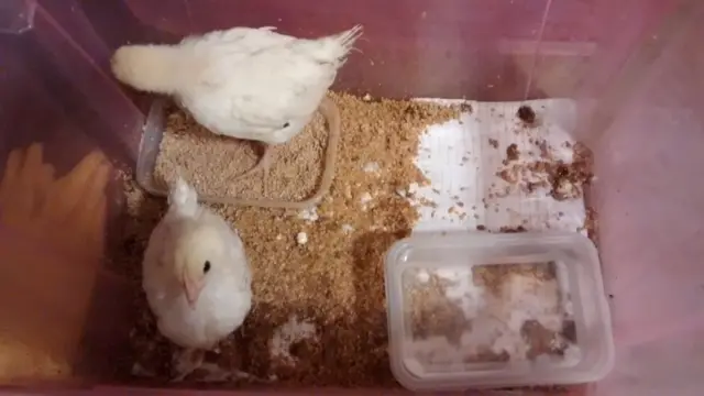 Abandoned chicks