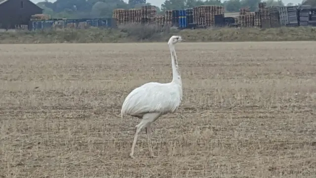 Escaped rhea