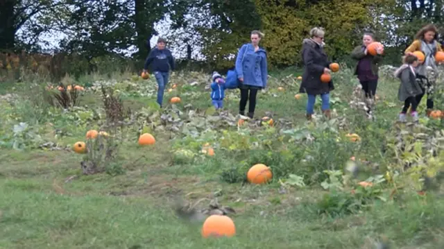 Pick your own pumpkin, Essington