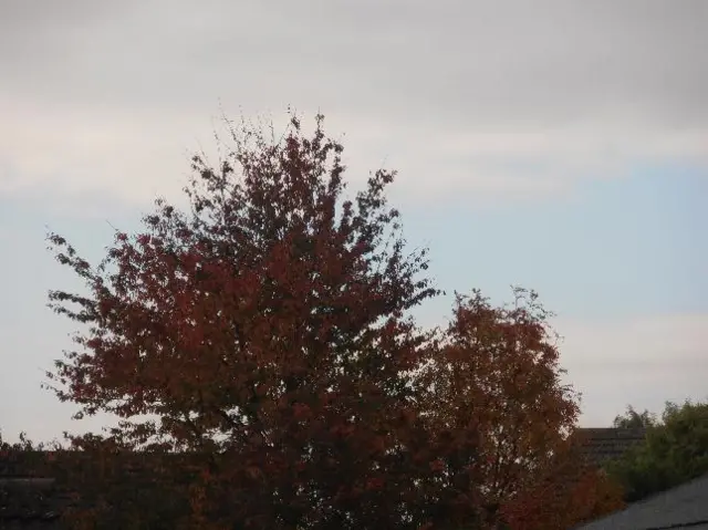 A photo of an autumnal-looking tree in Burton Latimer.