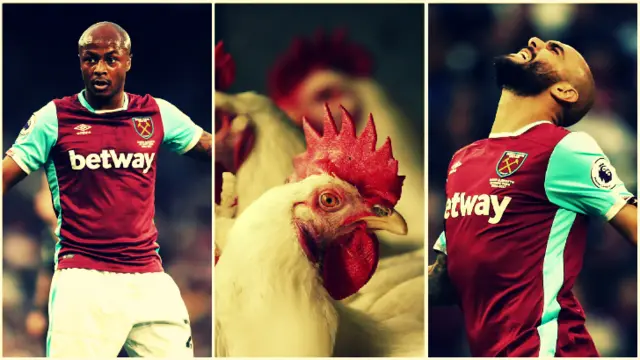 Ayew, a chicken and zaza