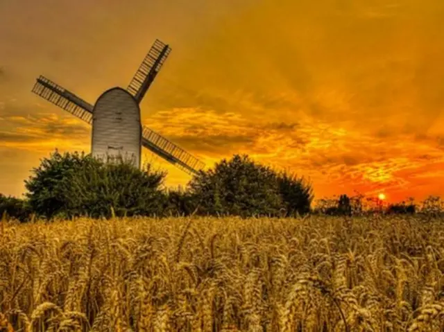 Ripon field of Barley