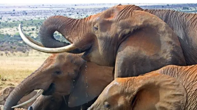 Three elephants seen in profile