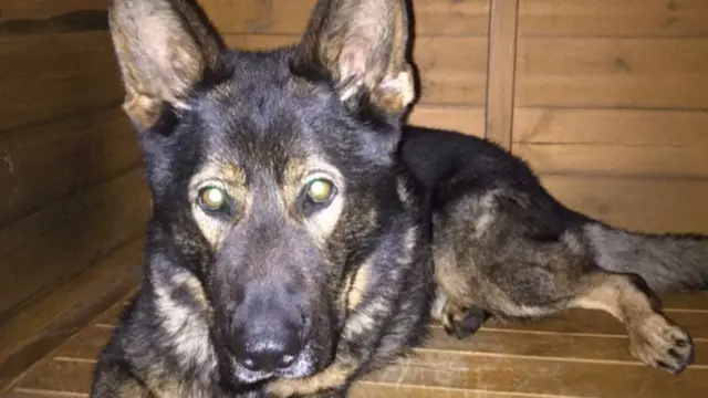 Police Dog Otto relaxing off duty