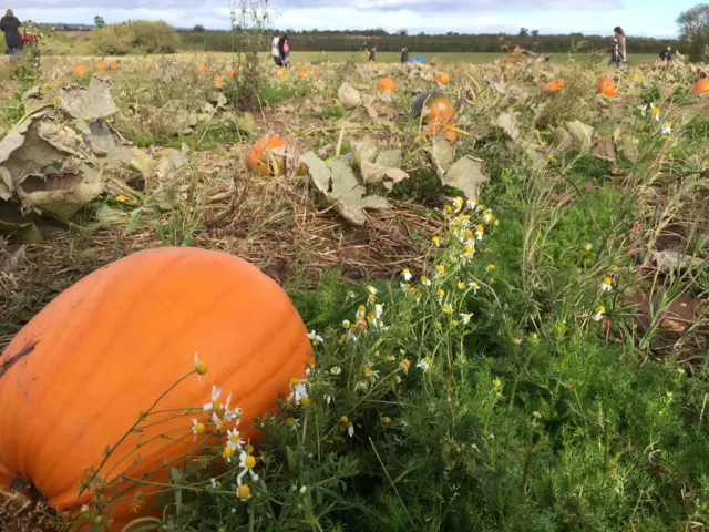 Pumpkin field at Cattows Farm near Coalville