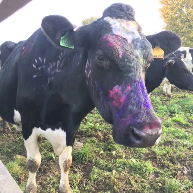 Cow covered in paint hands