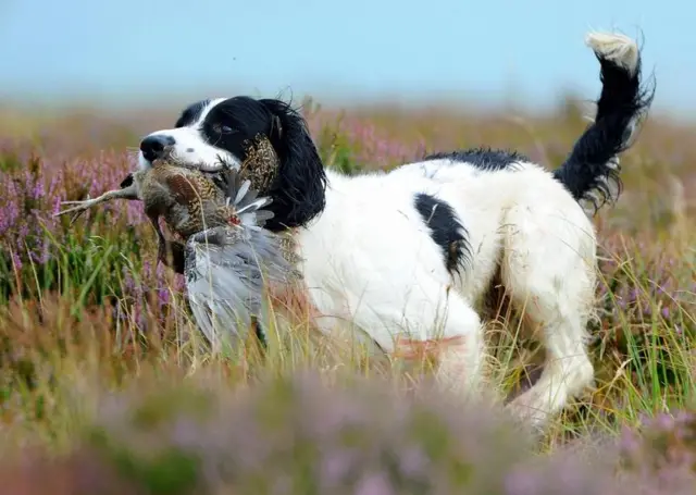 Grouse are retrieved after they were shot on Moorland near Bentham in North Yorkshire