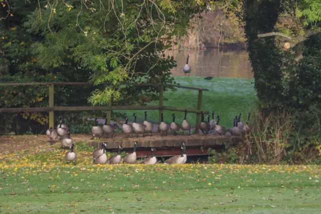 ducks on a bridge