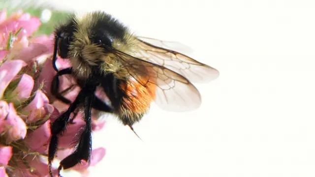 Bee