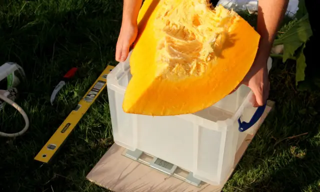 Weighing the pumpkin