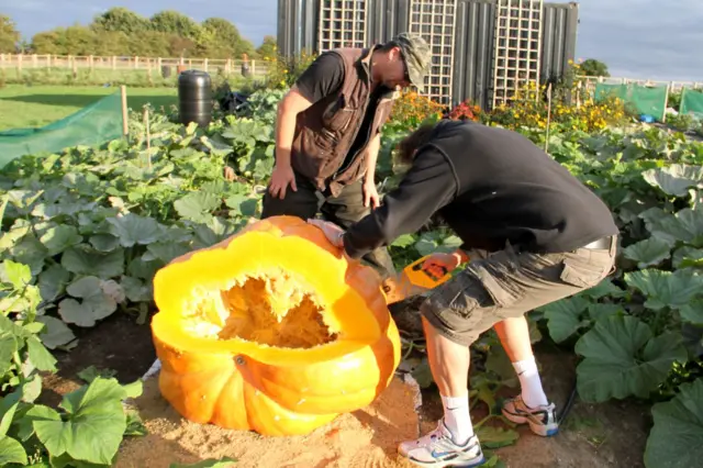 Chopping up the pumpkin with a saw