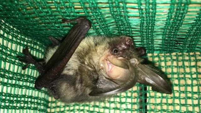 Bat