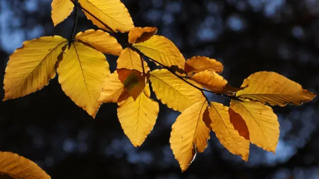 Tree branch