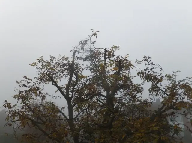 Trees in the mist