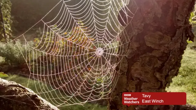 Dewy cobweb in early morning