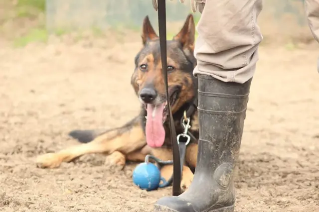 PD Finn