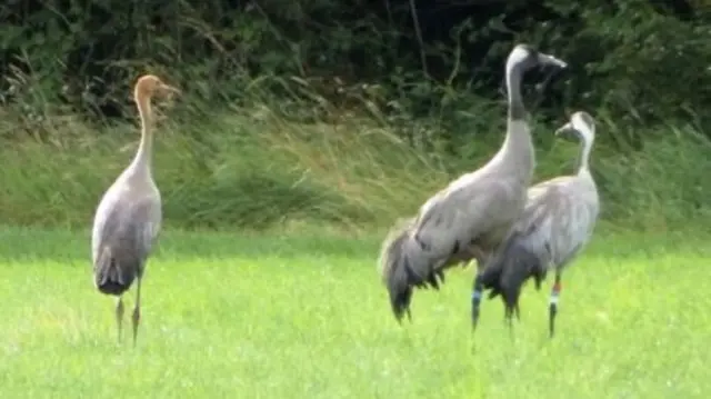 The family of cranes