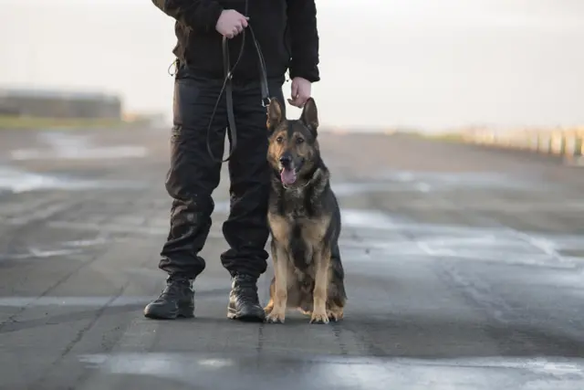 Finn the police dog