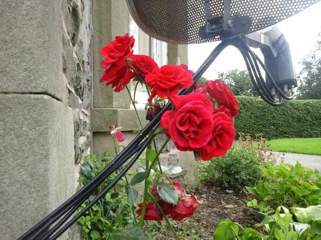 Roses growing on satellite dish