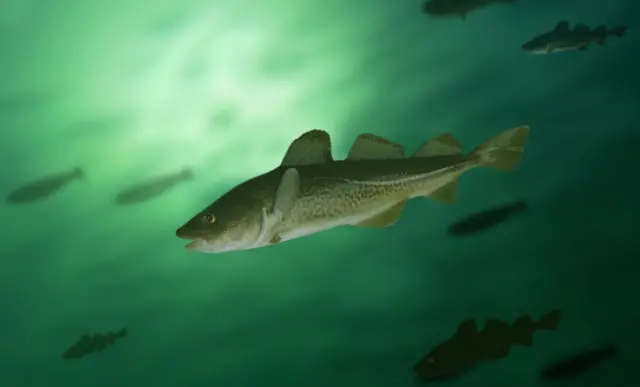 Cod. Pic: Thinkstock