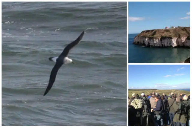 Albatross, Flamborough Head and bird watchers