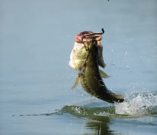 A bass being caught.
